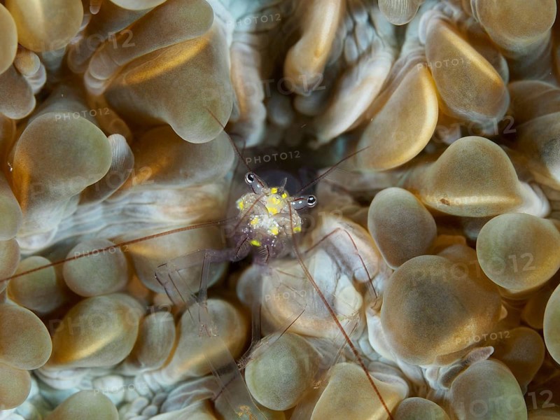 Yellow shrimp, Smits bladder coral shrimp (Palaemonella smiti), on brown bladder coral, dive site Spice Reef, Penyapangan, Bali, Indonesia, Asia