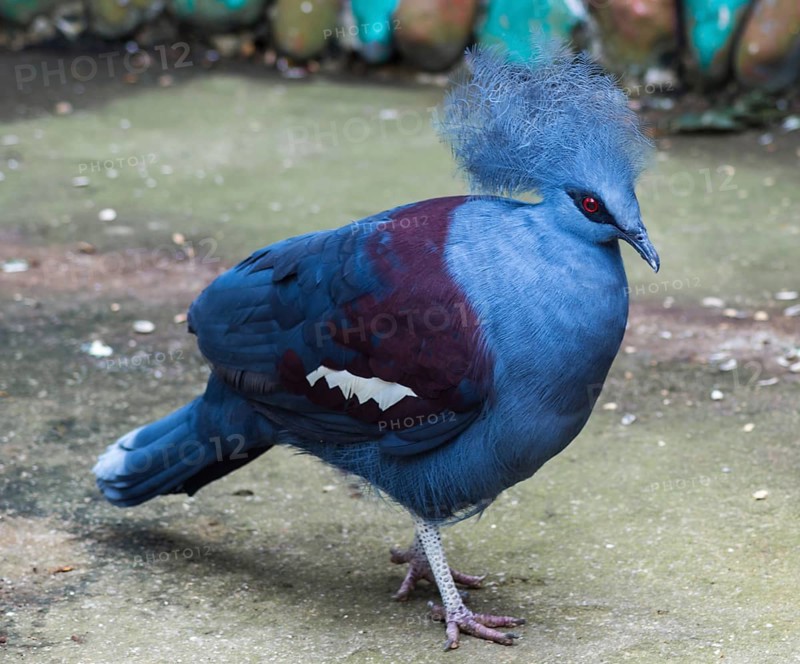 Funny blue bird in a zoo of Singapore