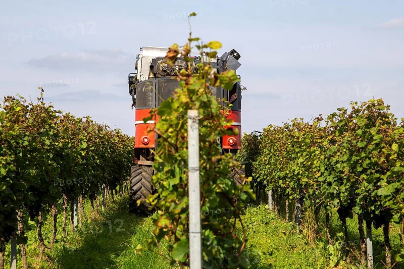 Harvest of Sankt Laurent red wine grapes in the Palatinate