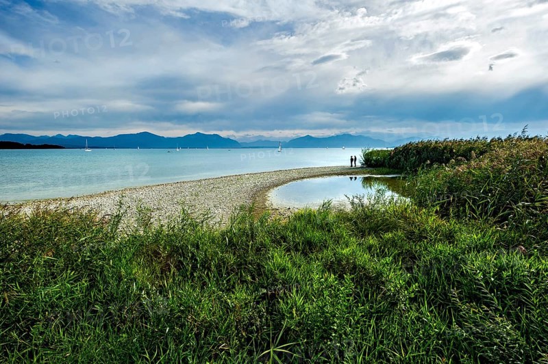 Reeds on the shore of Lake Chiemsee with Chiemgau Alps, Seebruck, Seeon, Chiemsee, Chiemgau, Upper Bavaria, Bavaria, Germany, Europe