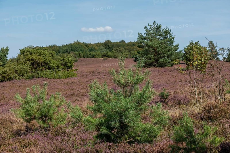 Heather blossom, trees, Wilseder Berg near Wilsede, Bispingen, Lüneburg Heath, Lower Saxony, Germany, Europe