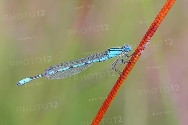 Common blue damselfly (Enallagma cyathigerum), male sitting on a blade of grass, wildlife, dragonflies, insects, nature reserve Aschendorfer Obermoor, Wildes Moor, Emsland, Lower Saxony, Germany, Europe