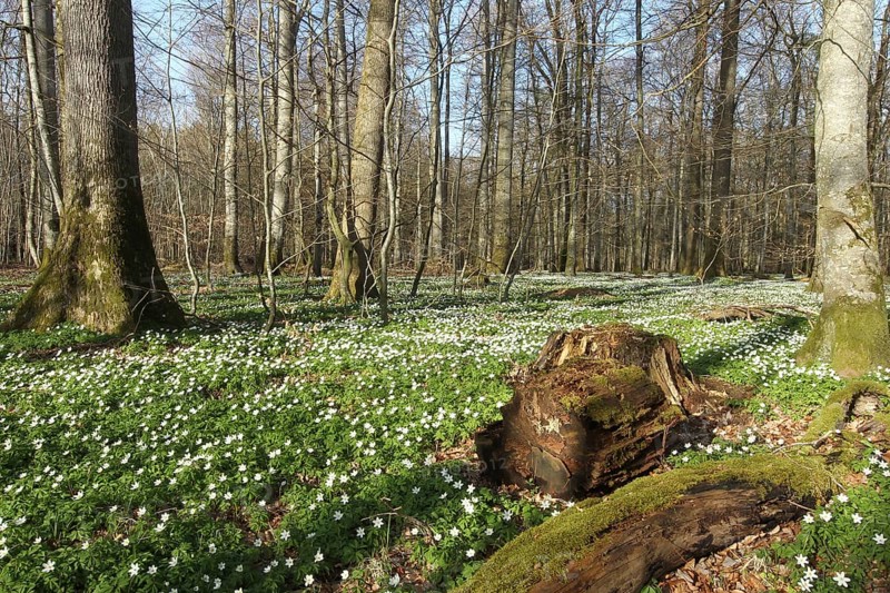 Wood anemone (Anemone nemorosa) Carpet of flowers in deciduous forest, Allgäu, Bavaria, Germany, Allgäu/Bavaria, Germany, Europe
