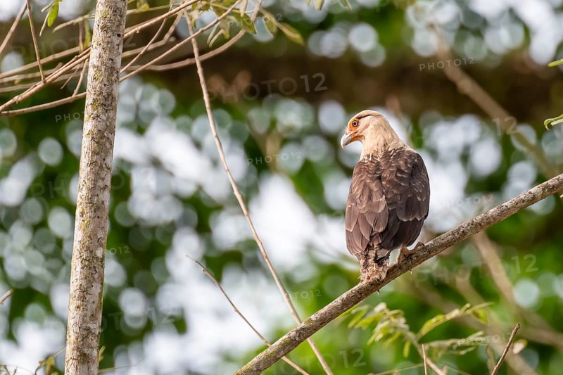 Yellow-headed caracara (Milvago chimachima), sitting on a branch in the rainforest, Corcovado National Park, Osa, Puntarena Province, Costa Rica, Central America
