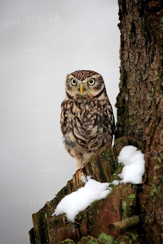 Little owl (Athene noctua), adult perch in the snow, in winter, Zdarske Vrchy, Bohemian-Moravian Highlands, Czech Republic, Europe