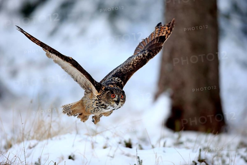 Eurasian Eagle-owl (Bubo bubo), adult flying in winter calling in the snow, Zdarske Vrchy, Bohemian-Moravian Highlands, Czech Republic, Europe