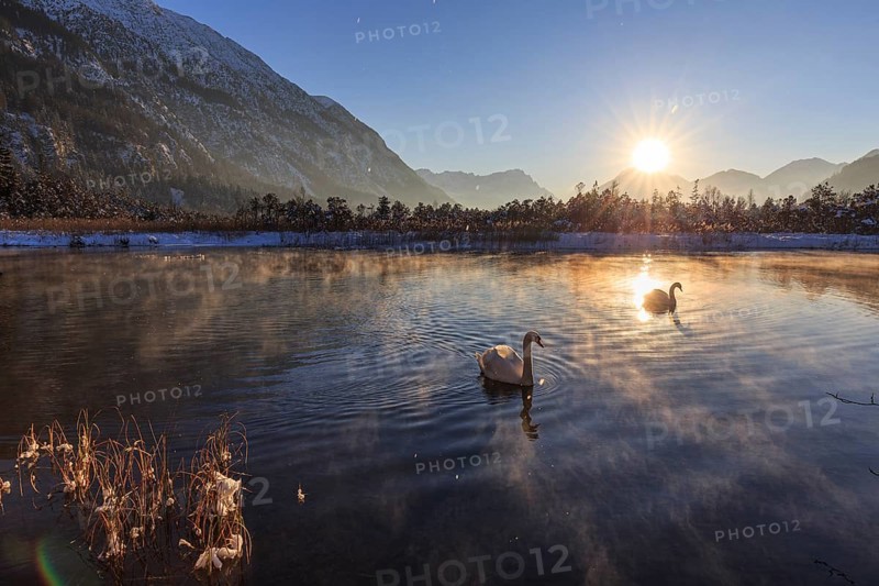 Two swans swimming on a lake, evening light, sunbeams, snow, winter, seven springs, behind Zugspitze, Alpine foothills, Bavaria, Germany, Europe