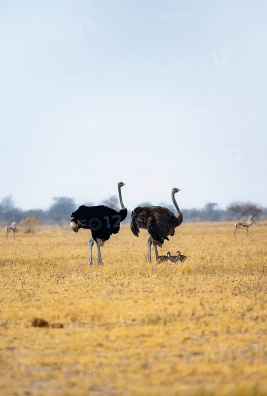 Common ostrich (Struthio camelus), adult female and male with six young, chicks, animal family, African savannah, Nxai Pan National Park, Botswana, Africa