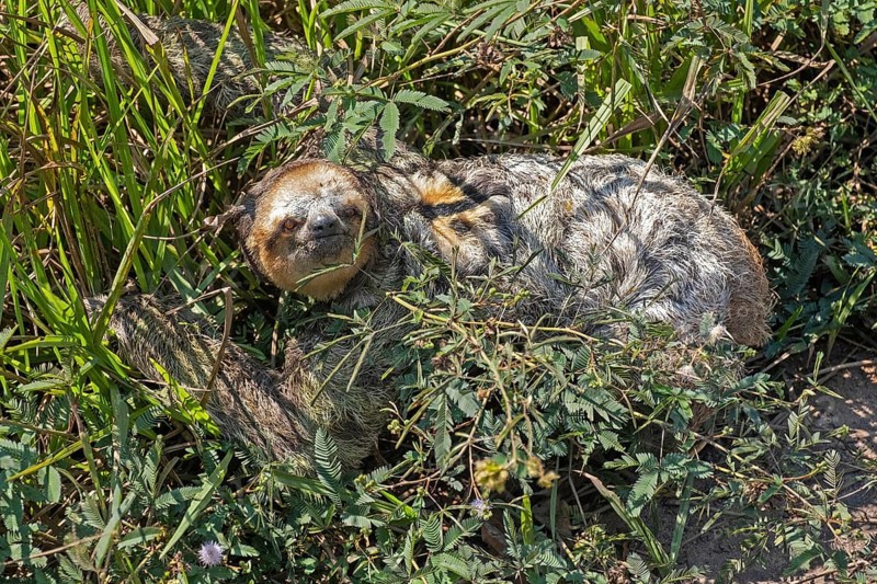 Three-toed sloth (Bradypus variegatus) walking on the ground in rain forest, rainforest in the Amazonas, Brazil, South America