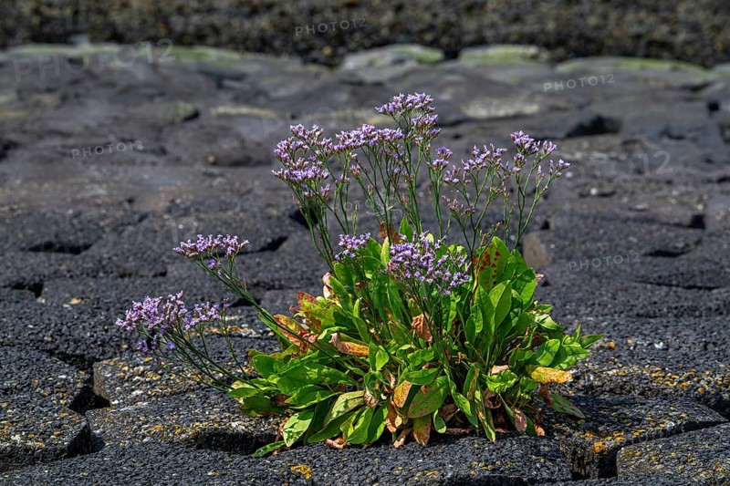 Common sea-lavender (Limonium vulgare) in flower on dyke, dike along the North Sea coast in summer, Zeeland, Netherlands