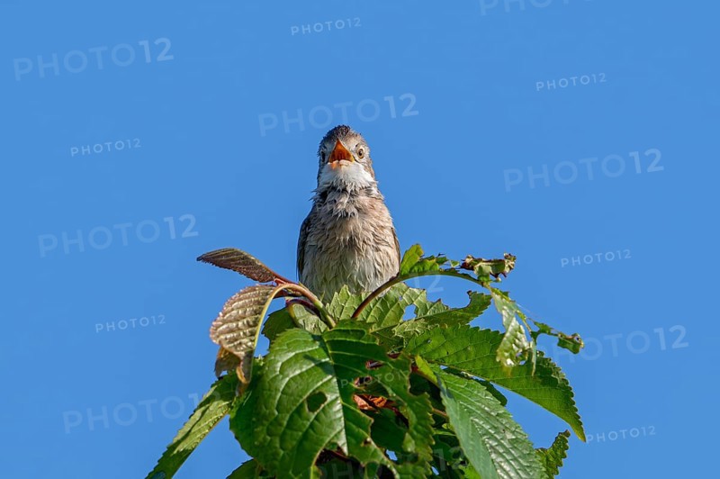 Common whitethroat, greater whitethroat (Curruca communis, Sylvia communis) singing, calling from top of tree in spring