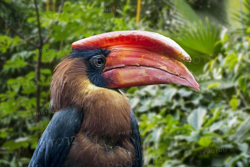 Rufous hornbill, Philippine hornbill, kalaw (Buceros hydrocorax) endemic to the Philippines