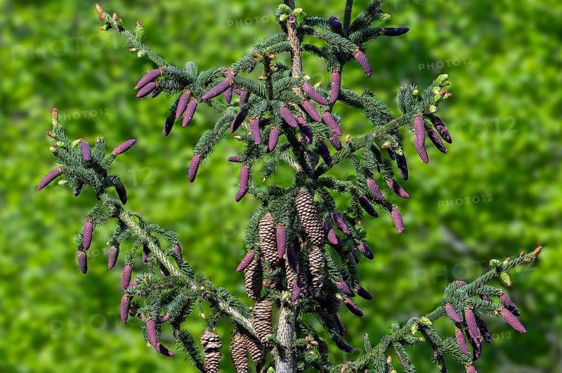 Norway spruce, European spruce (Picea abies) showing evergreen leaves and young red cones and mature seed cones in spring in forest