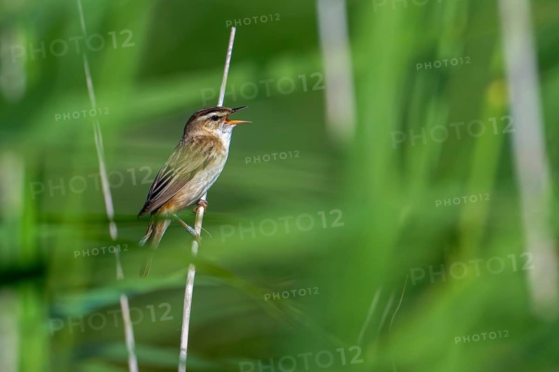 Ringed sedge warbler (Acrocephalus schoenobaenus, Motacilla schoenobaenus) calling from reed stem in reedbed in summer