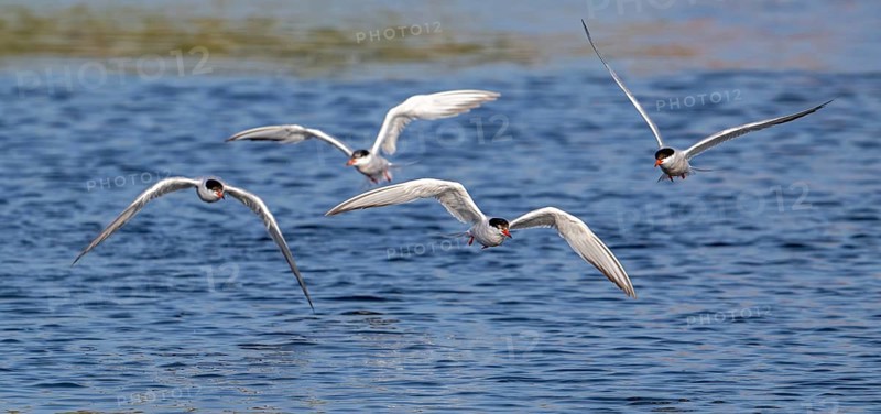 Four common terns (Sterna hirundo) in breeding plumage in flight, fishing in lake in summer
