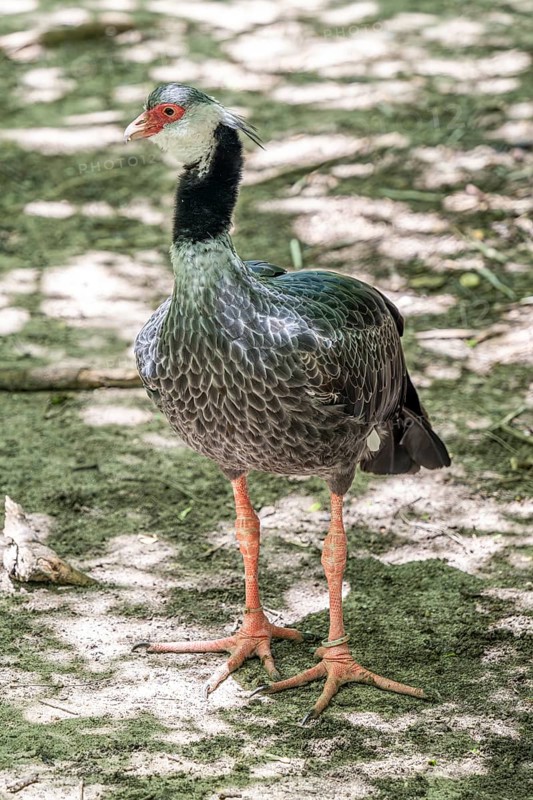 Northern screamer (Chauna chavaria), Aviario Nacional de Colombia, Via Baru, Province of Cartagena, Bolivar, Colombia, South America