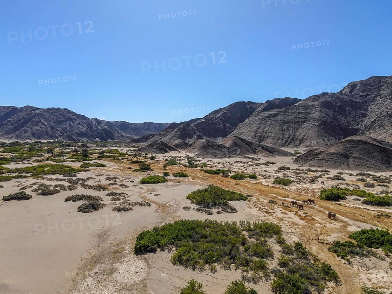Desert elephants (Loxodonta africana) in the Hoanib dry river, aerial view, Kaokoveld, Kunene region, Namibia, Africa