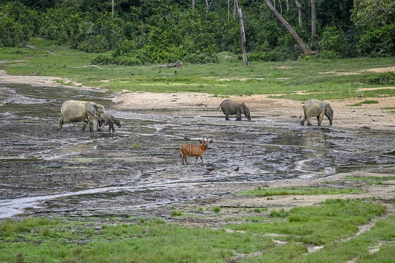 Forest elephants (Loxodonta cyclotis) and bongo antelopes (Tragelaphus eurycerus) in the Dzanga Bai forest clearing, Dzanga-Ndoki National Park, Unesco World Heritage Site, Dzanga-Sangha Complex of Protected Areas (DSPAC), Sangha-Mbaéré Prefecture, Central African Republic, Africa