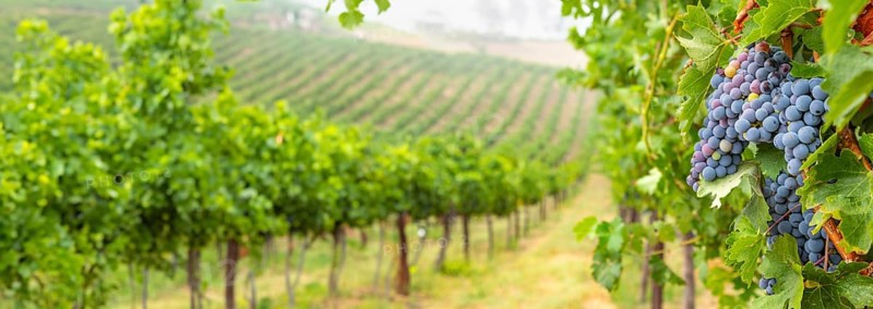 Beautiful grape vineyard landscape banner