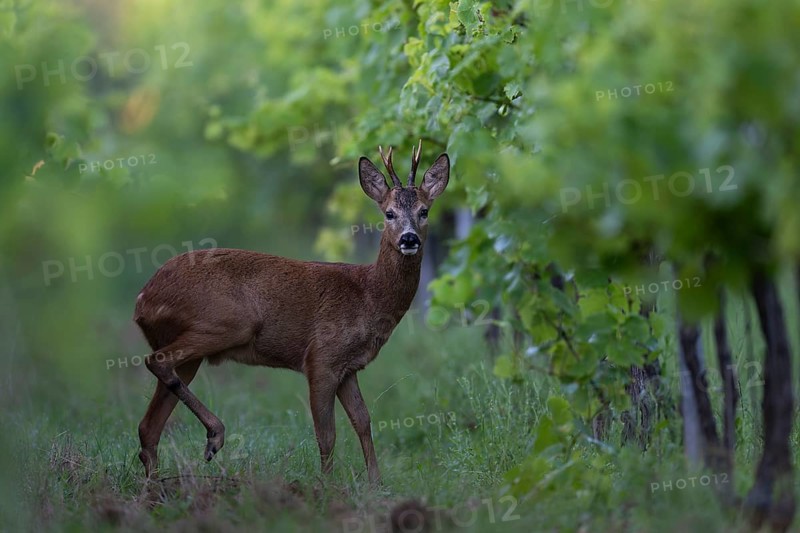Roebuck in summer, leaf time, Wittlich, Rhineland-Palatinate, Germany, Europe
