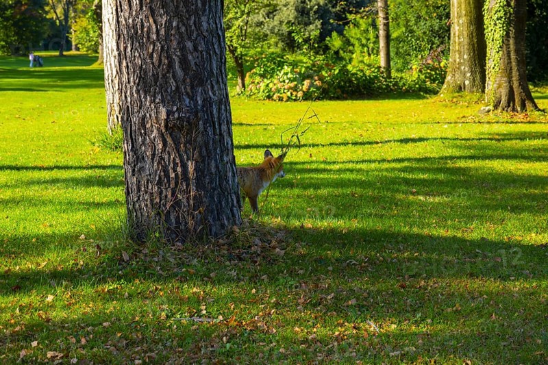 Fox on Golf Course in a Sunny Summer Day in Ascona, Switzerland, Europe