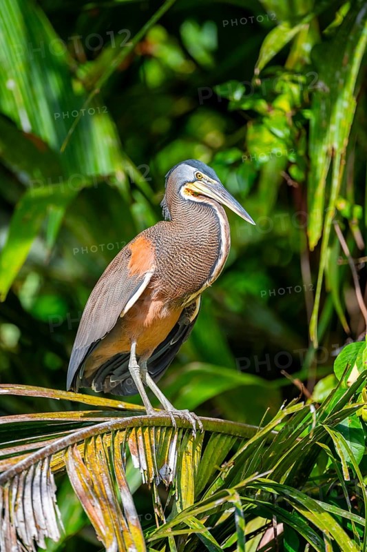 Bare-throated tiger heron (Tigrisoma mexicanum) in a tree, Tortuguero National Park, Costa Rica, Central America