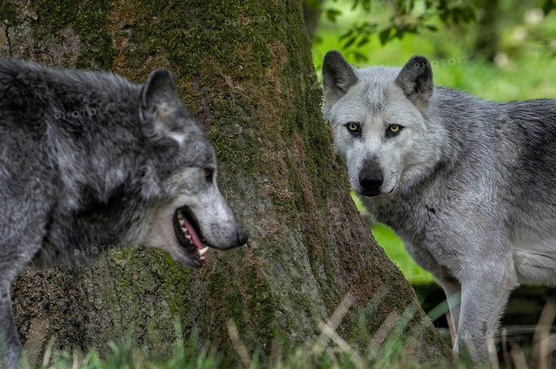 Close-up of two black and white Northwestern wolves, Mackenzie Valley wolf, Canadian, Alaskan timber wolves (Canis lupus occidentalis) in forest