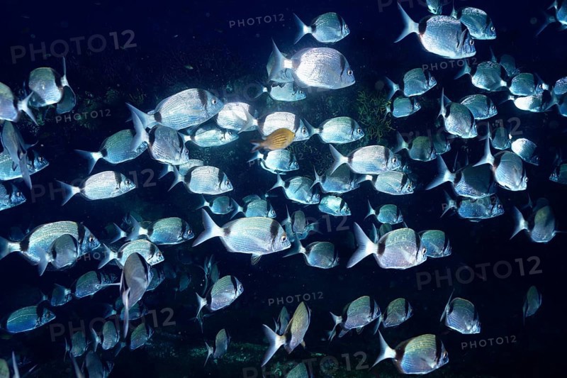 Large school of shiny fish, two-banded seabream (Diplodus vulgaris), swimming in dark water, dive site Wreck le Donator, Giens peninsula, Provence Alpes Côte d'Azur, France, Europe