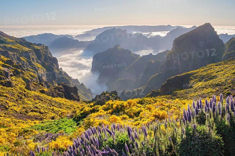 View from Pico do Arieiro of mountains over clouds with Pride of Madeira flowers and blooming Cytisus shrubs on sunset with sunburst. Madeira island, Portugal, Europe