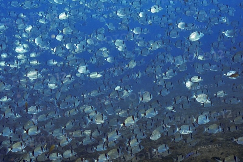 A large shoal of silver two-banded seabream (Diplodus vulgaris) swimming in the blue sea, dive site Wreck Le Vapeur, Giens peninsula, Provence Alpes Côte d'Azur, France, Europe