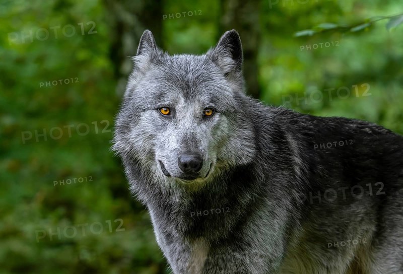 Close-up portrait of black and white Northwestern wolf, Mackenzie Valley wolf, Canadian, Alaskan timber wolf (Canis lupus occidentalis) in forest