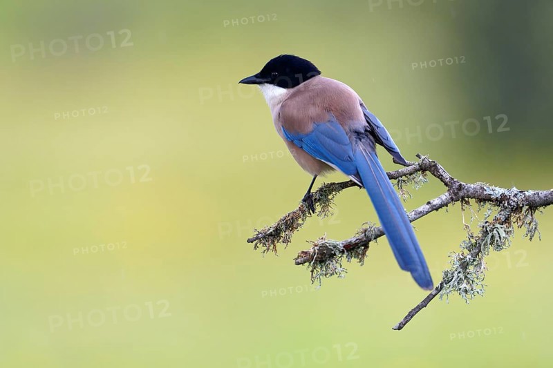 Iberian magpie (Cyanopica cookei), Extremadura, Spain, Europe