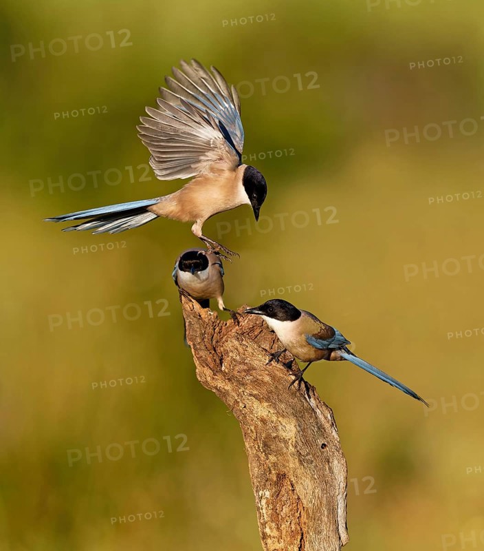 Blue magpie (Cyanopica cookei), Extremadura, Spain, Europe