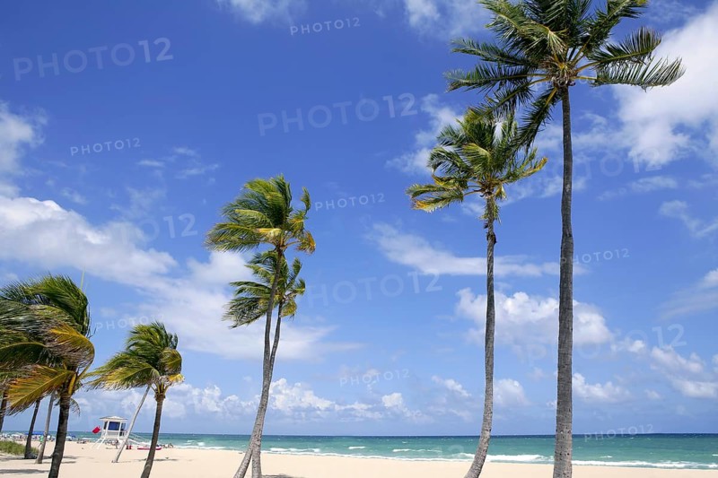 Fort Lauderdale Florida tropical beach with palm trees over blue sky