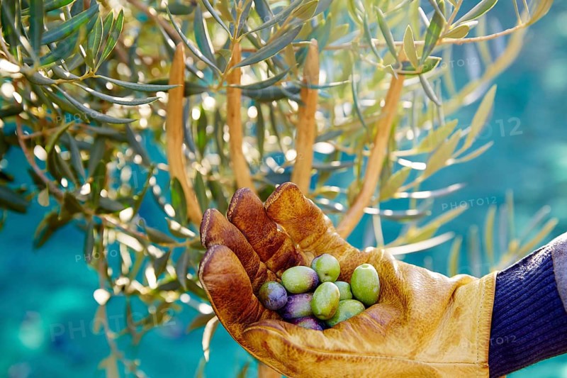 Olives harvest picking hands with gloves at Mediterranean