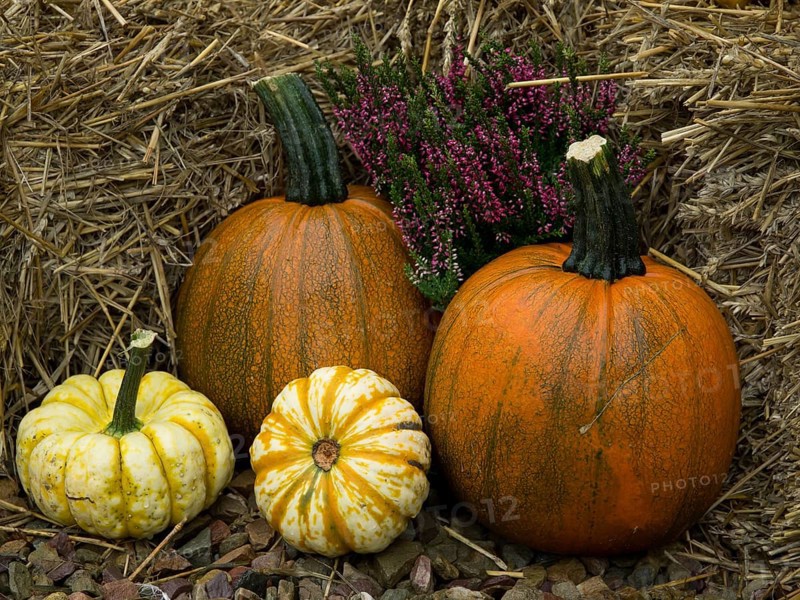 Grouped pumpkins next to purple heather on hay, borken, münsterland, germany