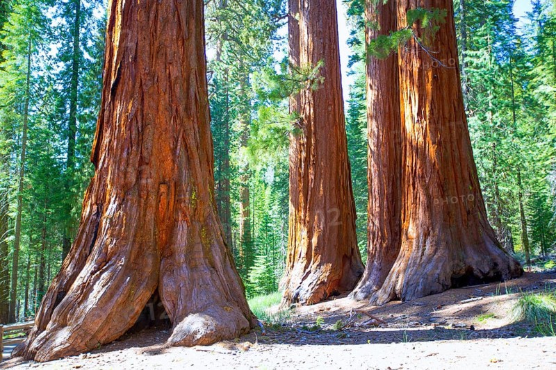 Sequoias Bachelor and three Graces in Mariposa Grove at Yosemite National Park California