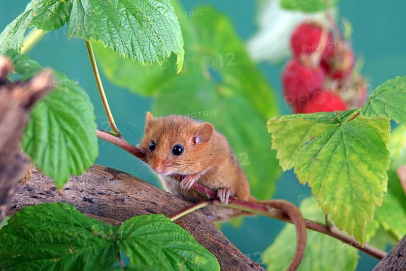Dormouse (Muscardinus avellanarius) in a raspberry bush Federal Republic of Germany
