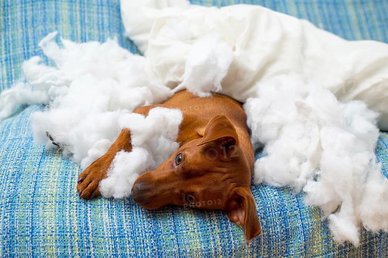 Naughty playful puppy dog after biting a pillow tired of hard work