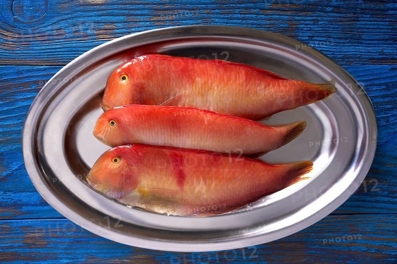 Galan fish Xyrichtys novacula in a row seafood from Mediterranean