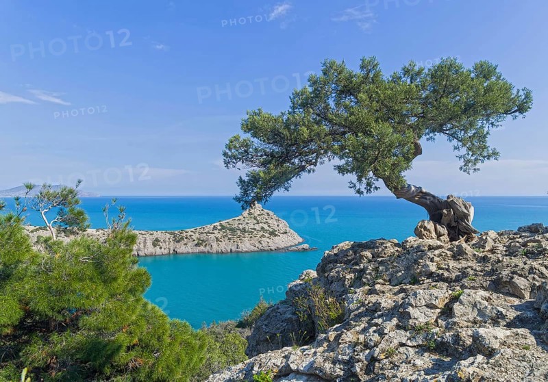 Old curved relict tree-like juniper (Juniperus excelsa) on a rock above the sea. Karaul-Oba, Novyy Svet, Crimea