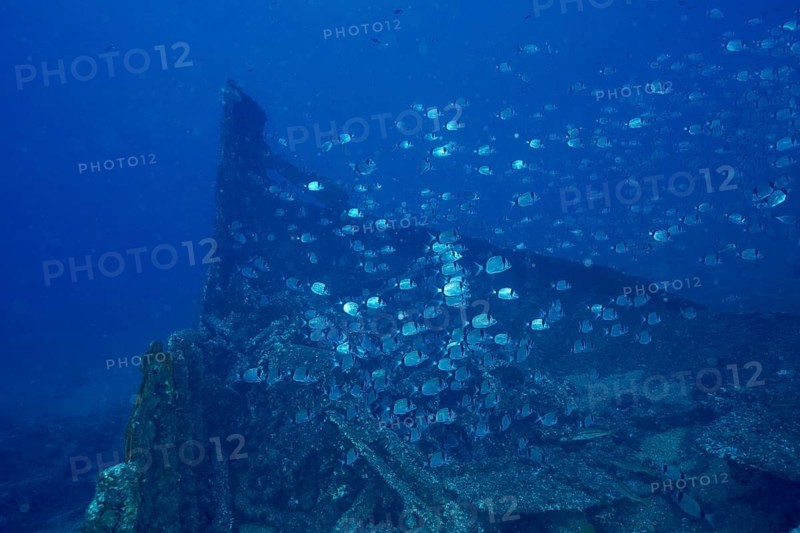 Two-banded seabream (Diplodus vulgaris) swimming around a sunken shipwreck in the sea, dive site wreck Le Vapeur, Giens peninsula, Provence Alpes Côte d'Azur, France, Europe