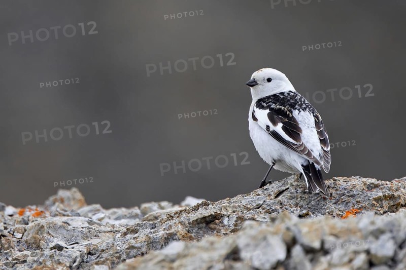Snow bunting (Plectrophenax nivalis insulae, Emberiza nivalis) male in breeding plumage perched on rock on tundra in summer, Svalbard, Spitsbergen