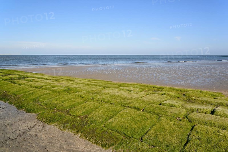 Stone groyne covered with algae on the beach of Norderney, North Sea, East Frisian Islands, Lower Saxony, Germany, Europe