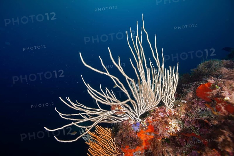 White gorgonian (Eunicella singularis) and orange details in a blue sea, dive site Sec de la Jeaune Garde, Giens peninsula, Provence Alpes Côte d'Azur, France, Europe