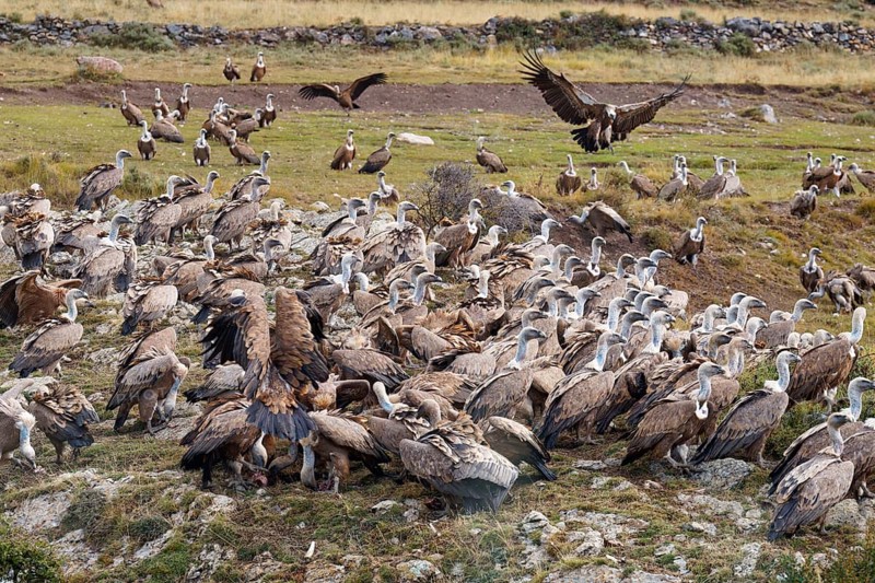 Griffon vulture (Gyps fulvus), group on the feeding ground in the Pyrenees, Catalonia, Spain, Europe