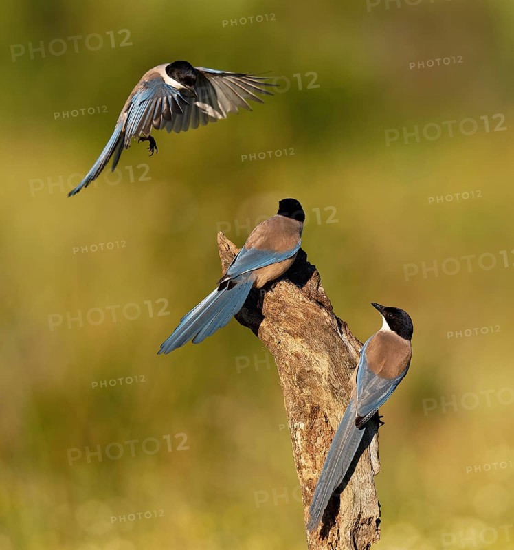 Blue magpie (Cyanopica cookei), Extremadura, Spain, Europe