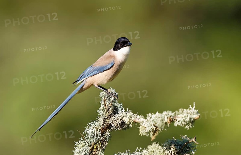 Blue magpie (Cyanopica cookei), Extremadura, Spain, Europe