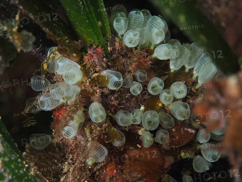 Colony of small transparent dwarf sea squirts (Pycnoclavella nana), sea squirts, in a green environment, L'anse aux blés dive site, Giens peninsula, Provence Alpes Côte d'Azur, France, Europe