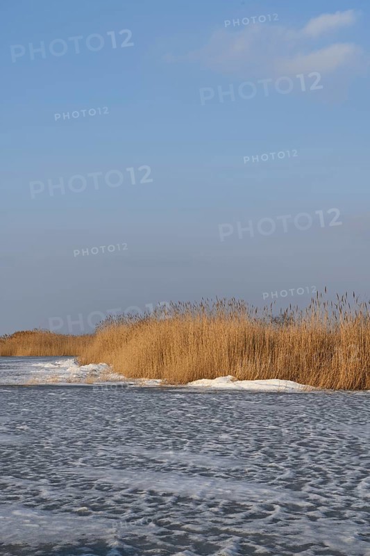 Reed belt on frozen Lake Neusiedl, Illmitz, National Park, Seewinkel, Burgenland, Austria, Europe